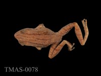 Brauer's tree frog Collection Image, Figure 1, Total 13 Figures